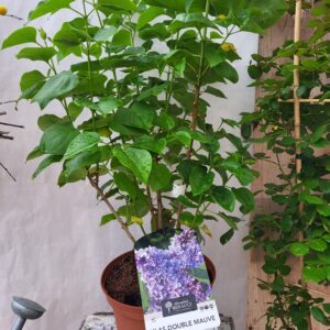 Lilas