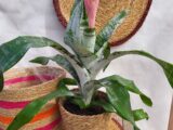 Aechmea
