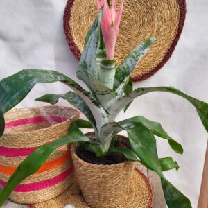 Aechmea