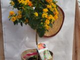Lantana sur tige