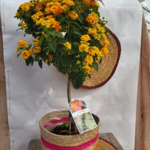Lantana sur tige
