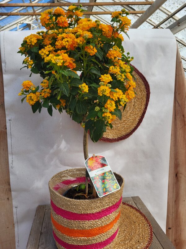 Lantana sur tige