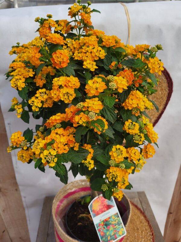 Lantana sur tige – Image 2