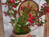 Weigelia