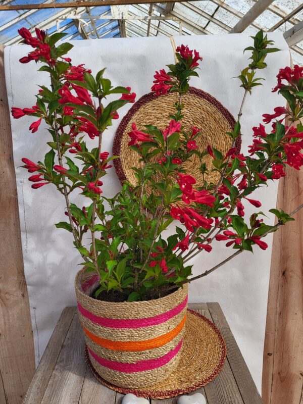Weigelia