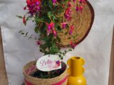 Fuschia sur tige