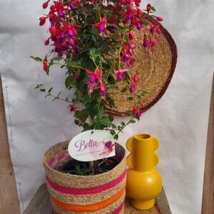 Fuschia sur tige