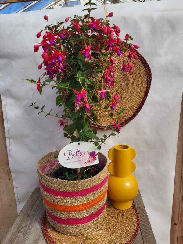 Fuschia sur tige
