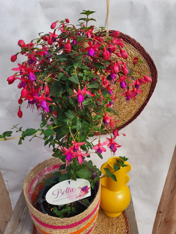 Fuschia sur tige – Image 2