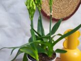 Ornithogalum