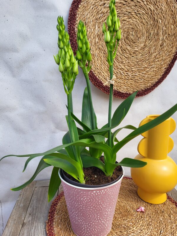 Ornithogalum