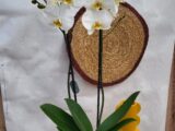 Orchidée Blanche