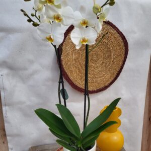 Orchidée Blanche