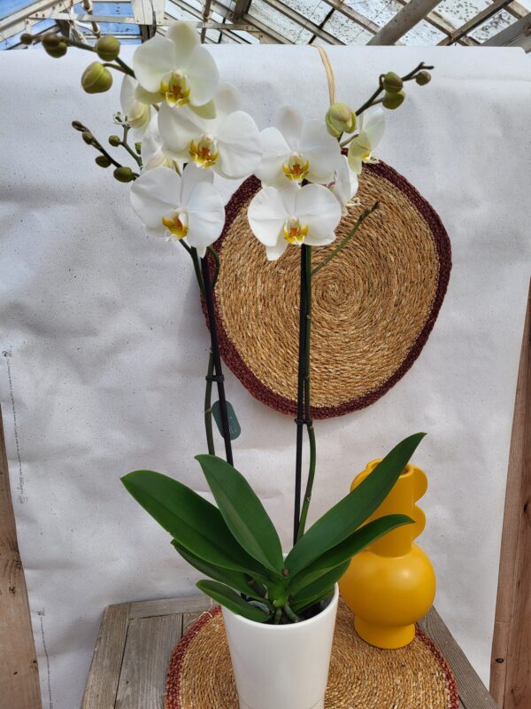 Orchidée Blanche