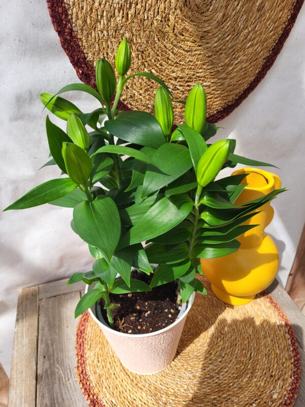 Lys rose – Image 2