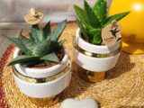 Mini plantes grasses