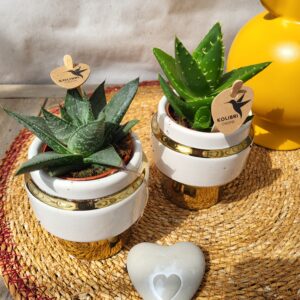 Mini plantes grasses