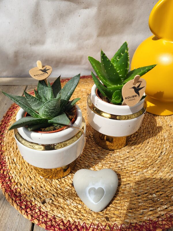 Mini plantes grasses