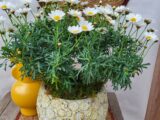 Anthemis blanc