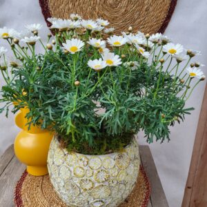 Anthemis blanc