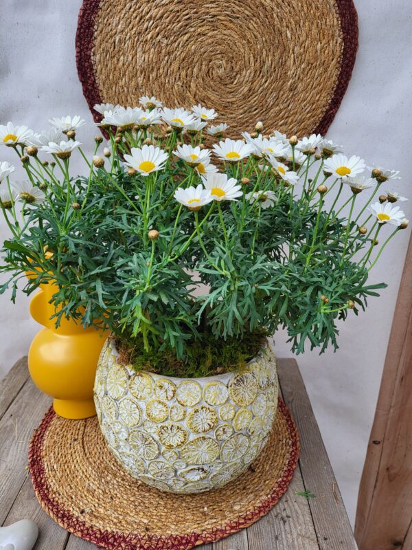 Anthemis blanc