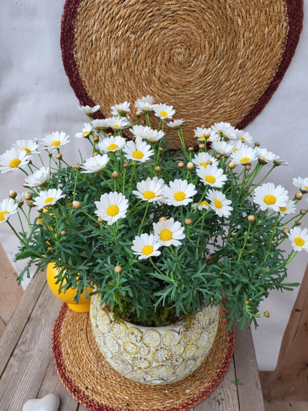 Anthemis blanc – Image 2