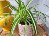 Chlorophytum