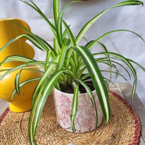 Chlorophytum