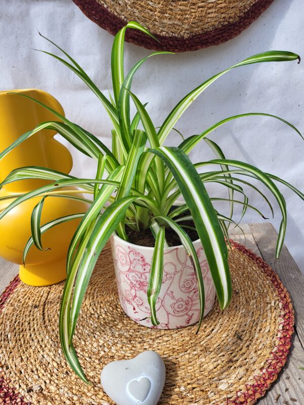 Chlorophytum