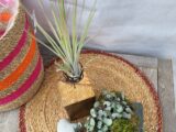 Tillandsia et céropégia