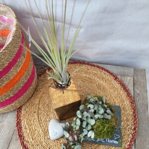 Tillandsia et céropégia