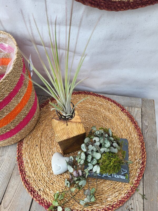Tillandsia et céropégia
