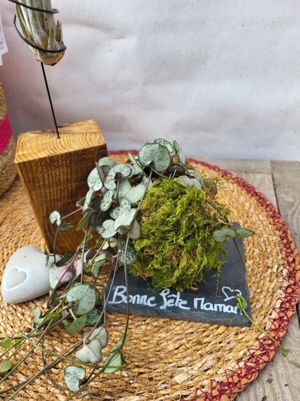 Tillandsia et céropégia – Image 2