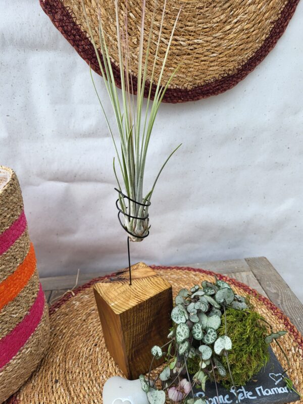 Tillandsia et céropégia – Image 3