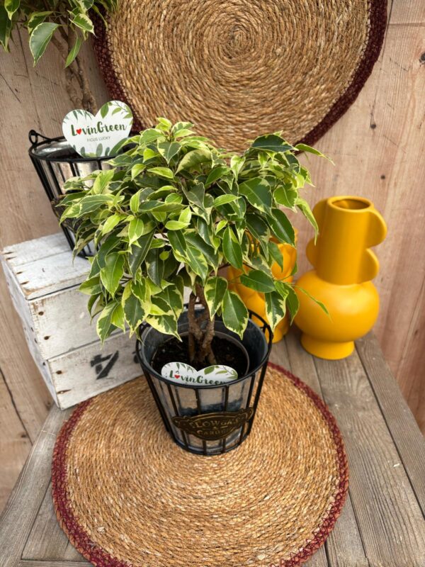 Ficus benjamina – Image 2