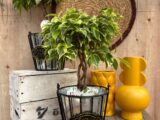 Ficus benjamina