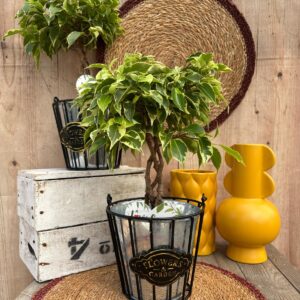 Ficus benjamina