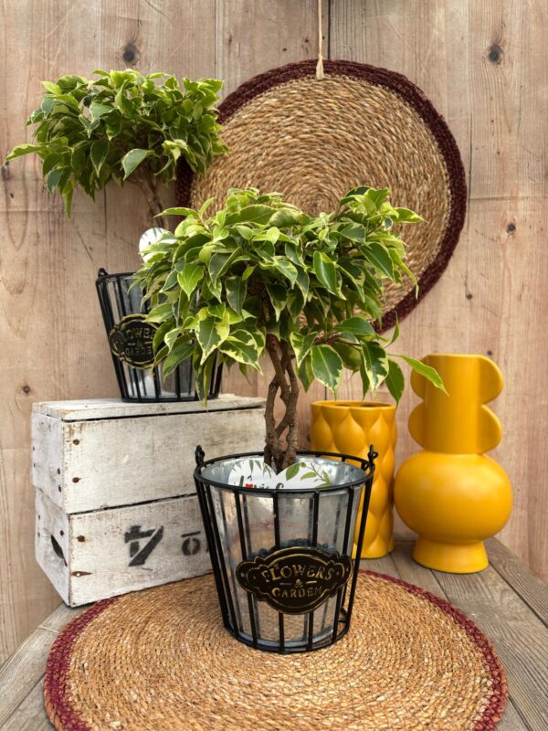 Ficus benjamina