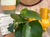 Le peperomia