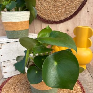Le peperomia