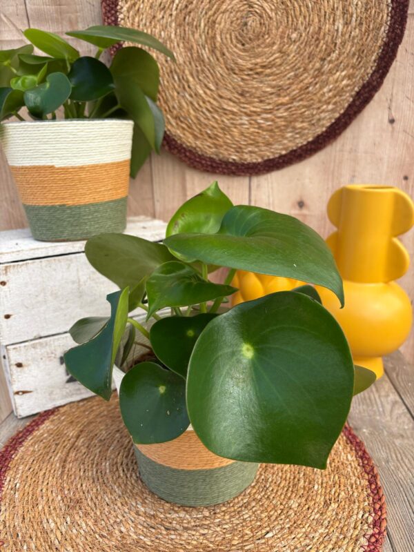 Le peperomia
