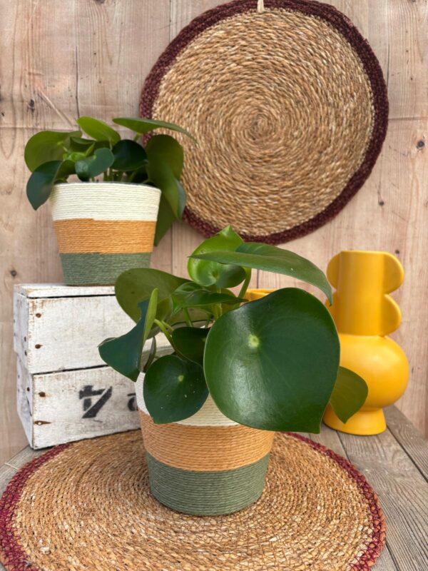 Le peperomia – Image 2