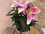 Lys rose