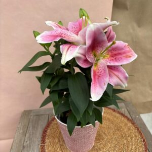 Lys rose