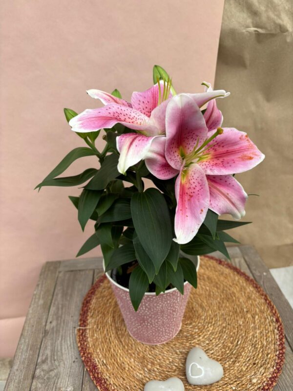 Lys rose