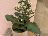 Kalanchoé sur tige