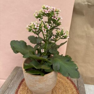 Kalanchoé sur tige