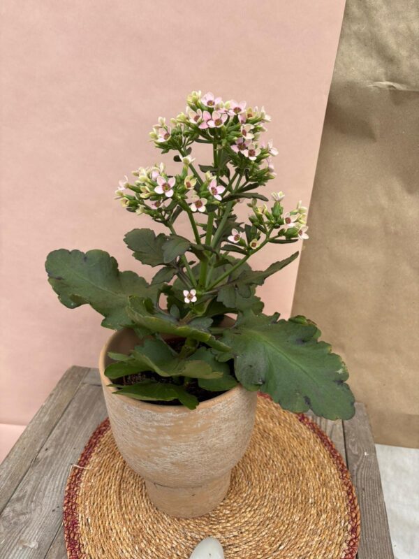 Kalanchoé sur tige