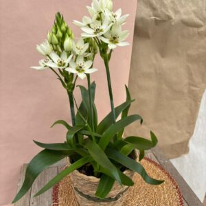 Ornithogalum