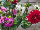 Botte de Dahlias
